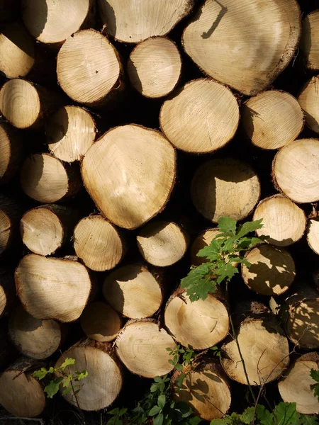 stacked logs at the forest edge in portrait orientation