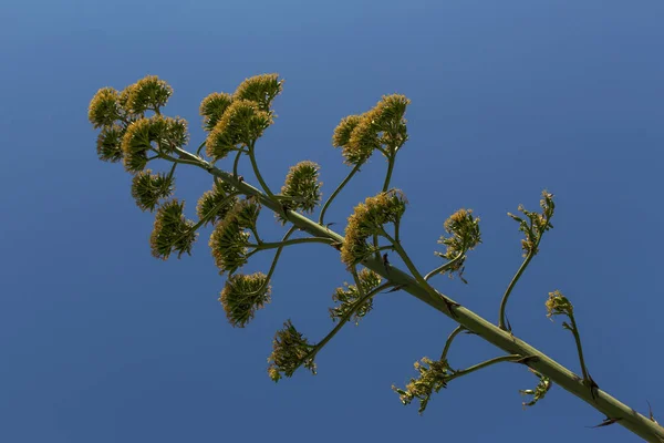 Widok Dolnej Przekątnej Kwiatu Agawy — Zdjęcie stockowe