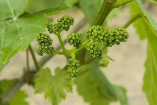 Jonge Druiven Het Voorjaar Wanneer Banden — Stockfoto