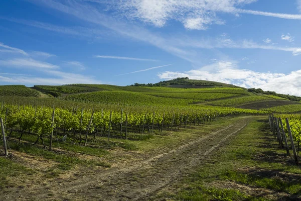 Viticultura Rheinhessen — Foto de Stock