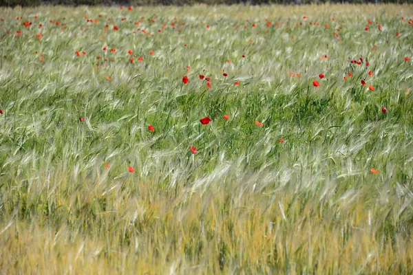 Roter Mohn Auf Der Wiese Spanien — Stockfoto