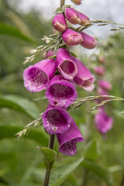 Foxrukavice Květina Botanická Krása — Stock fotografie