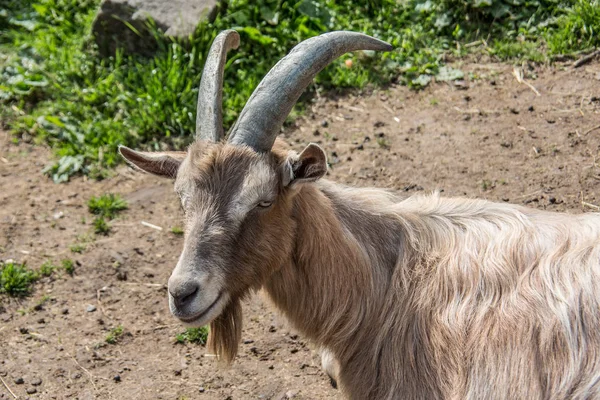 Billy Goat Трава — стоковое фото