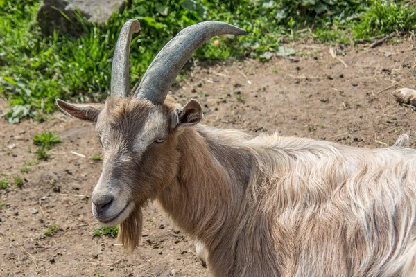 Billy Geit Het Gras — Stockfoto