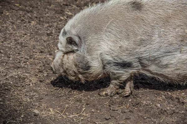 Dierenwelzijn Dierentuin — Stockfoto