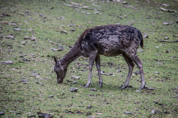 Animali Diversi Attenzione Selettiva — Foto Stock