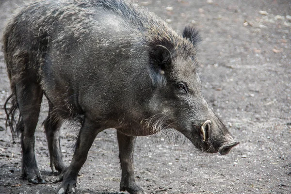 Dierenwelzijn Dierentuin — Stockfoto