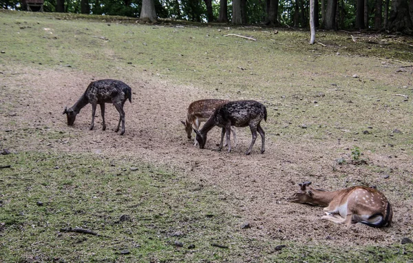 野生動物鹿の蹄型動物 — ストック写真