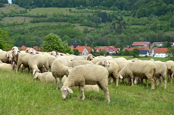 Rebaño Ovejas Animales Granja — Foto de Stock