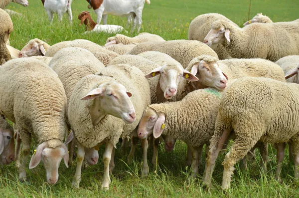 Kudde Schapen Landbouwhuisdieren — Stockfoto