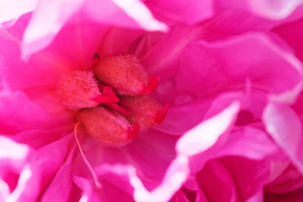 Pfingstrose Frische Blütenblätter Gartenflora — Stockfoto