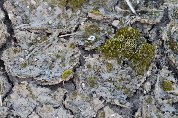 Barro Roto Con Manchas Musgo Verde —  Fotos de Stock