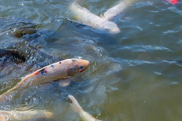Många Japanska Koi Fish Gathering Att Äta — Stockfoto