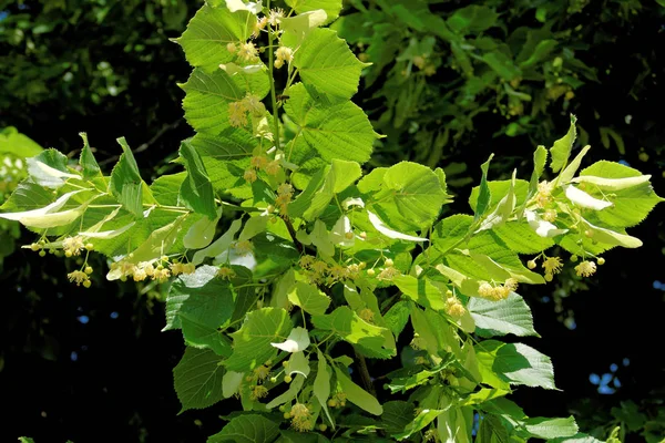 Bel Colpo Botanico Carta Parati Naturale — Foto Stock