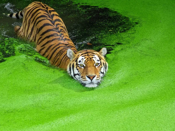 Egy Gyönyörű Tigris Úszik Vízben Tigrisek Kiváló Úszók Nagy Távolságokat — Stock Fotó