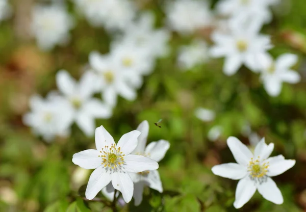 Anemones Forest Glade — Stock Photo, Image