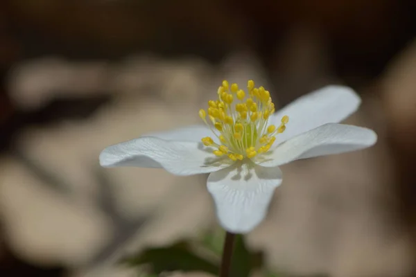 Anemoni Sulla Radura Della Foresta — Foto Stock