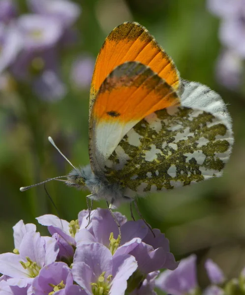 Orangenspitze Auf Einer Blume — Stockfoto