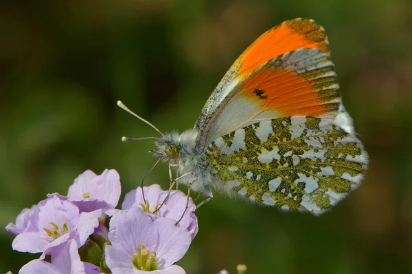 Punta Naranja Una Flor —  Fotos de Stock