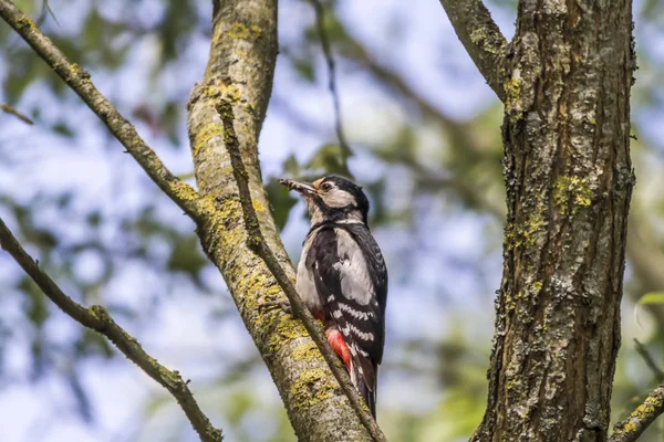 Pic Tacheté Sur Tronc Des Arbres — Photo