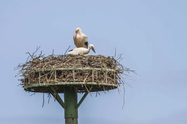 自然の中での白いコウノトリの景観 — ストック写真