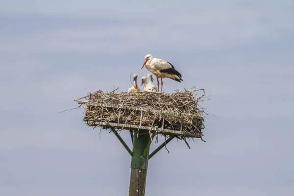 Scenic View White Stork Wild Nature — Stock Photo, Image