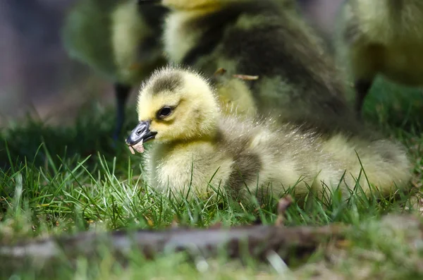 Gosling Nouveau Munching Sur Une Graine Dans Herbe Verte — Photo