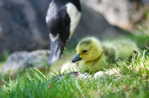 Neugeborener Gosling Bleibt Der Nähe Seiner Mutter — Stockfoto