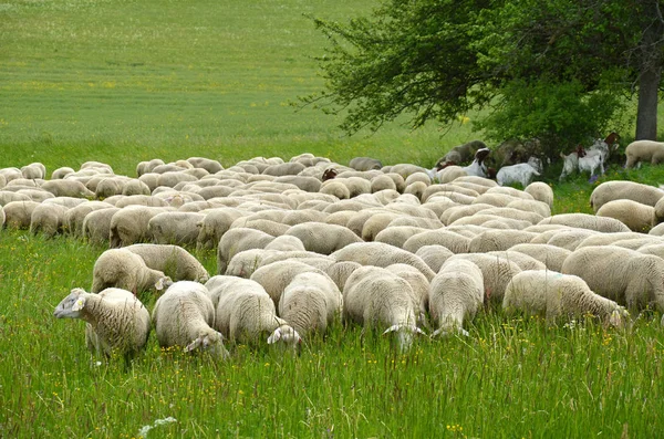 Háziasított Juh Legelőn — Stock Fotó