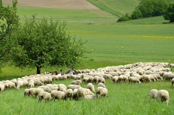 Hausschafe Auf Einer Weide — Stockfoto