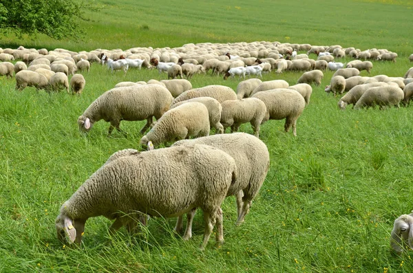 Kudde Schapen Landbouwhuisdieren — Stockfoto