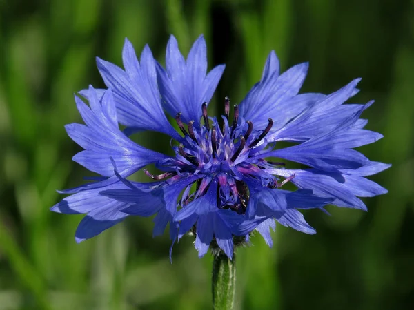 Flor Milho Flor Azul Close Planície Soester — Fotografia de Stock