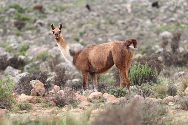 Lama Nelle Ande Chuquibamba Perù Meridionale — Foto Stock