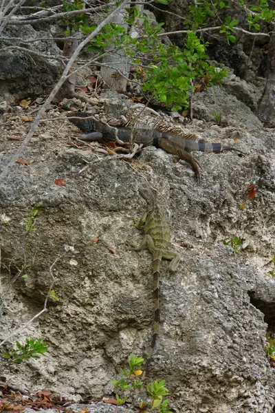 exotic animal, iguana lizard