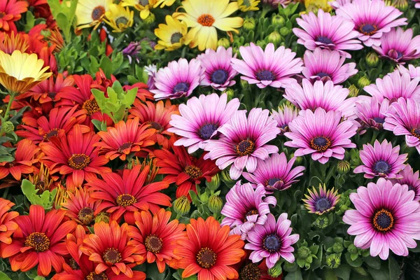 Summer Field Flowers Flora — Stock Photo, Image