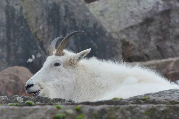 Chèvre Montagne Animal Dans Nature — Photo