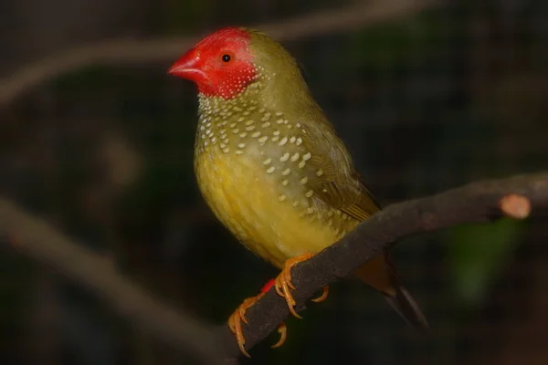 Scenic View Beautiful Cute Finch Bird — Stock Photo, Image