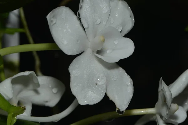 Schöne Botanische Aufnahme Natürliche Tapete — Stockfoto