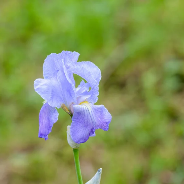 Hermosas Flores Azules Violetas Iris Wild Cerca — Foto de Stock