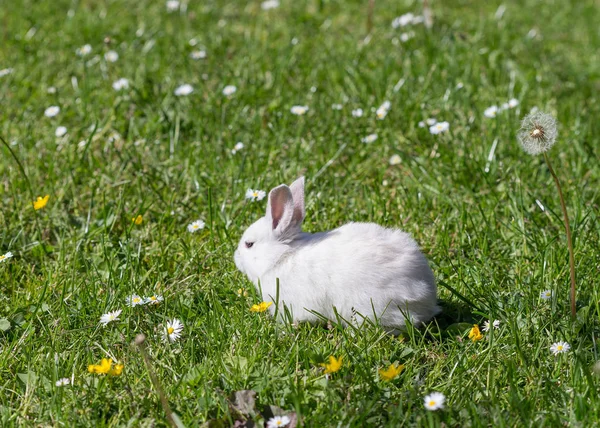 Animali Giovani Attenzione Selettiva — Foto Stock