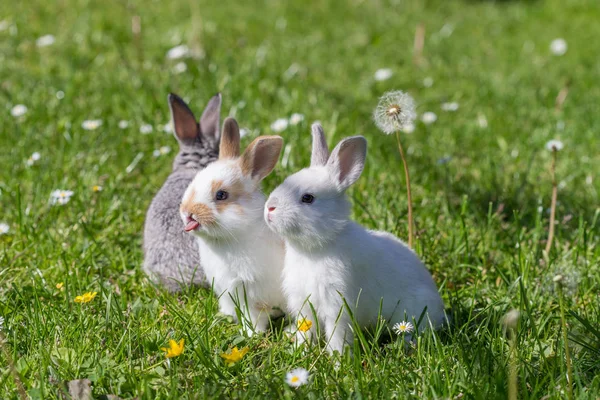 若い動物の景観 — ストック写真