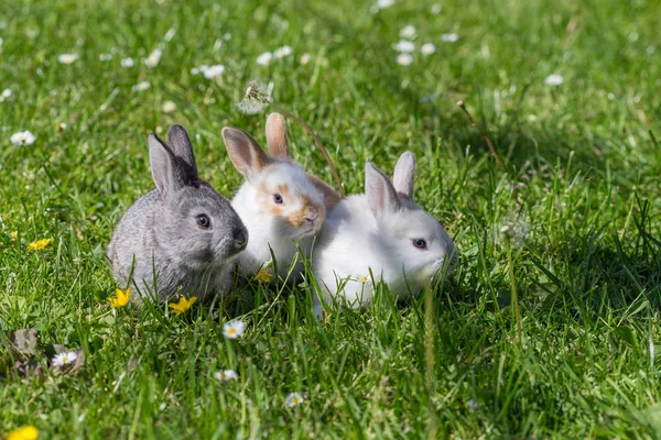 Jungtiere Selektiver Fokus — Stockfoto