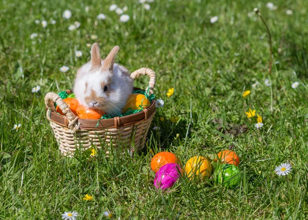 Vacanza Concetto Colorato Decorazioni Pasquali Felici — Foto Stock