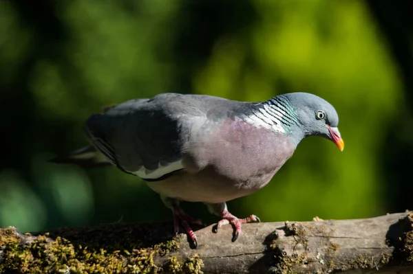 Waldtaube Columba Palumbus Bild — Stockfoto