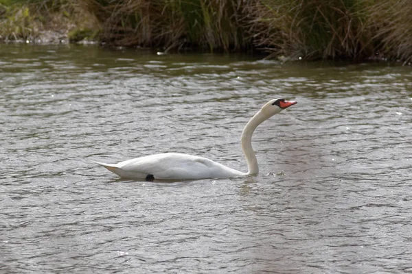 Vista Panorâmica Cisne Majestoso Natureza — Fotografia de Stock