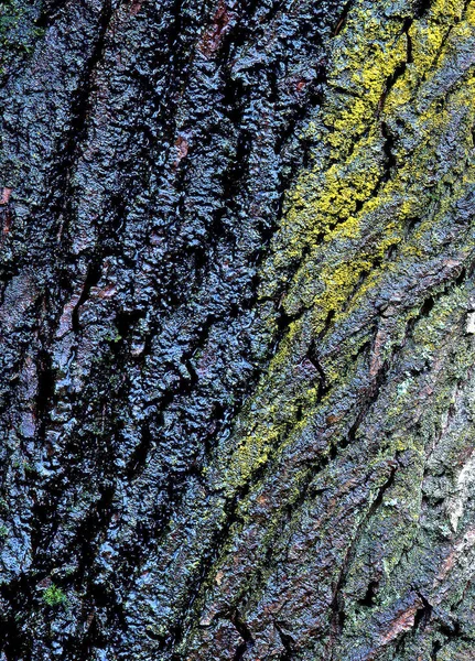 Дерев Яна Кора Текстура Деревини Природи — стокове фото