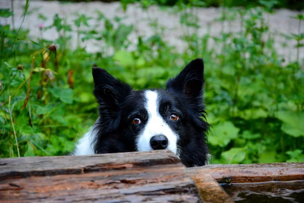 border collie with curious look on lawn behind wooden trough with water