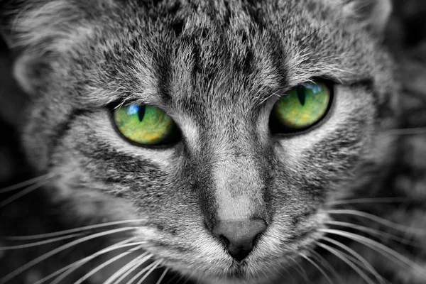 Cat Head Black White Look Out Green Eyes — стоковое фото