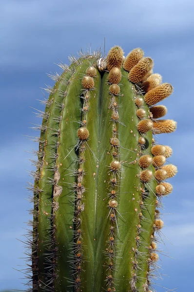Cactus Plant Tropische Flora — Stockfoto