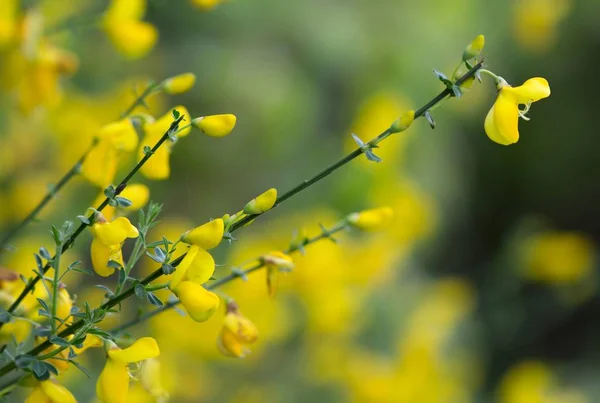 Fleurs Jaunes Sur Branche — Photo